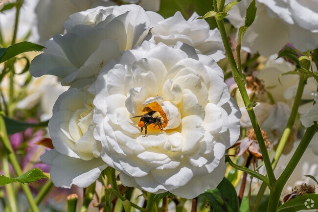 Summertime in West Campus - Fed Way brings blooming flowers and fresh air.