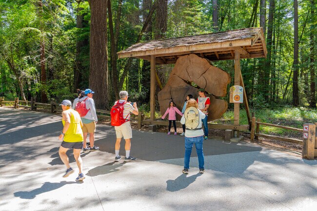 Mount Hermon residents enjoy the 4,600-acre Henry Cowell Redwoods State Park, known for its redwood trees.