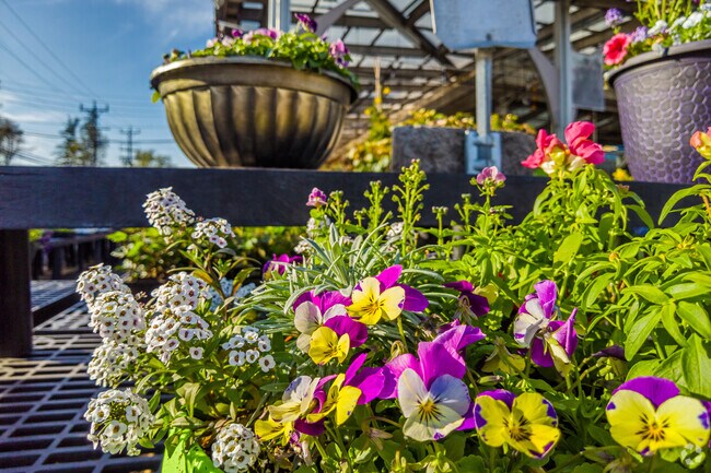 When spring is in full bloom in South Kensington, the town is covered in beautiful colors.