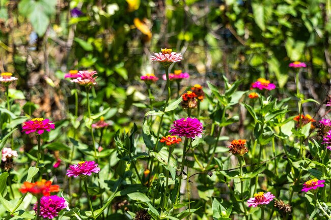 Summer flowers are blooming in The Meadows.