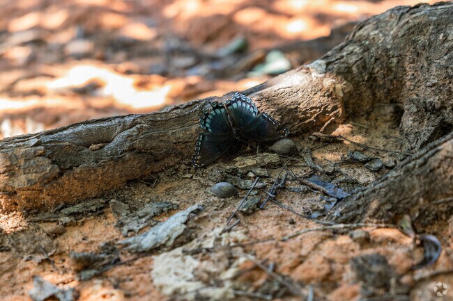 Discover beautiful butterfly's at Reedy Creek Park in Charlotte.