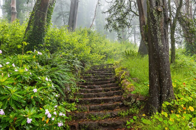 Mount Davidson Park is laced with leafy trails.