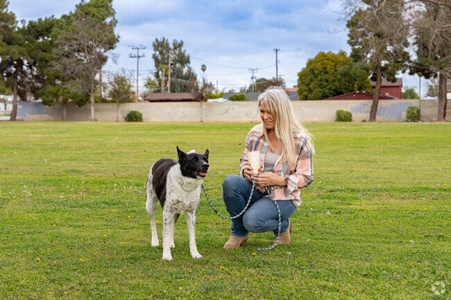 An Olive Drive Area resident stops to pick dandelions while walking her best friend.