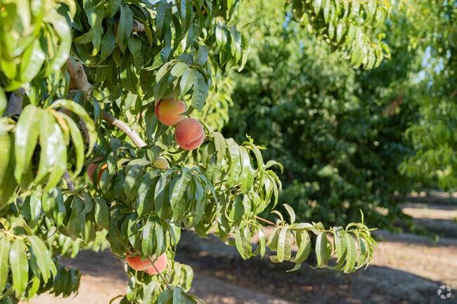 Peaches are among the many crops grown in the Orosi area.