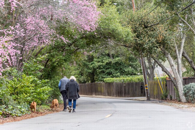 Atherton streets are typically tree lined and full of natural beauty.