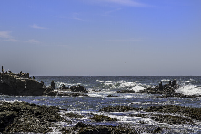 The protected lava rock formations attract sea lions and other animals in Shelter Cove.