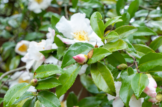 A native Rhododendron tree blooms in the Far Southwest neighborhood.