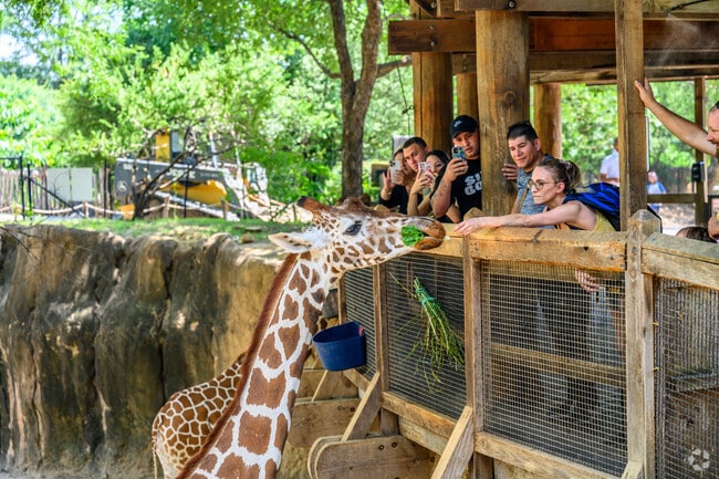 Feed the giraffes during a visit to the Dallas Zoo in Cedar Crest.