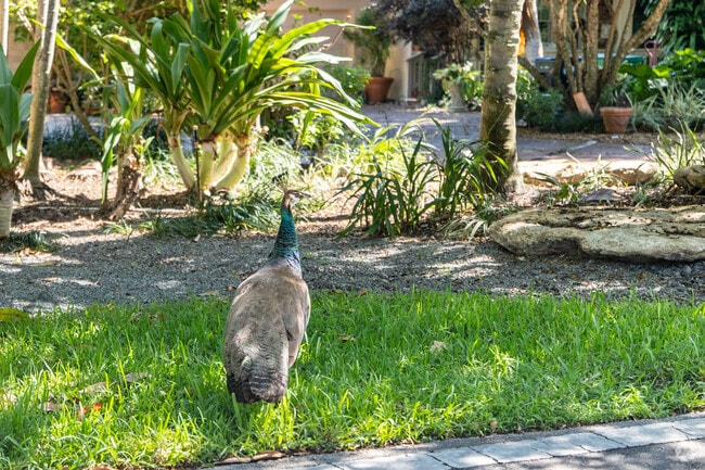 Wild peacocks are prominent in Pinecrest, and can be seen passing through the residential streets.