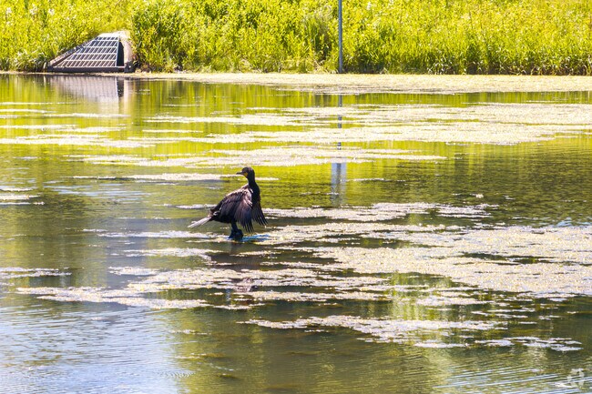 A Double-crested cormorant
stands on the marshy waters of Clow Creek Greenway.