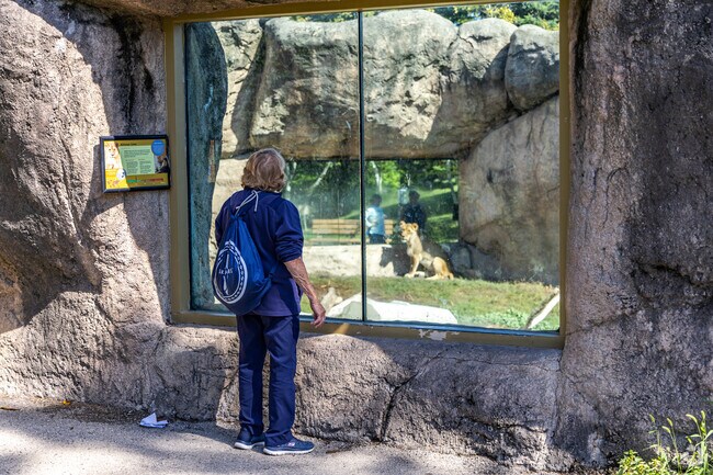 Say hi to the lions at the Racine Zoo in Downtown Racine.