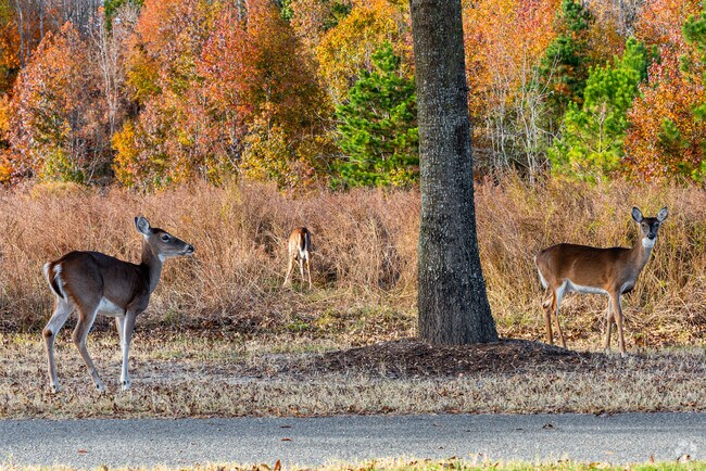 Centerville is home to a large number of different wildlife.