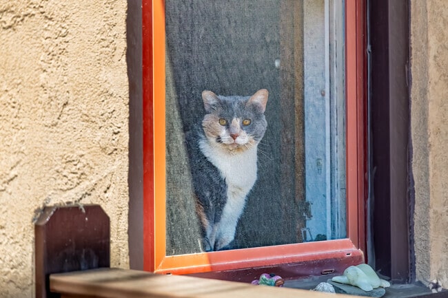 Even the local cats in Lambertville seem to know they live somewhere special, watching the world go by from cozy windows in a town that feels like family.