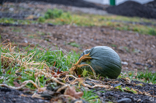 A green pumpkin sits alone in an empty lot between two homes in Washington.