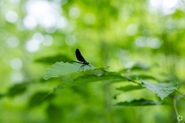 A wide range of flora and fauna can be found throughout the wooded spread of Lake Ann Pathway.