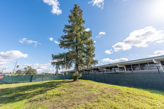 A modest redwood tree sits on the lawn of Rancho Starbuck Intermediate School in La Mirada