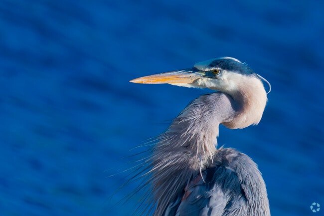 Evergreen Lake is a vibrant haven for wildlife, where graceful grey herons wade in the shallows and ducks glide across calm waters. This peaceful refuge offers residents a front-row seat to nature’s daily dance in the heart of the mountains.