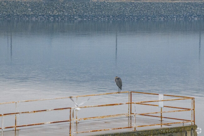 There is lots of wildlife to view near and around Lewiston.