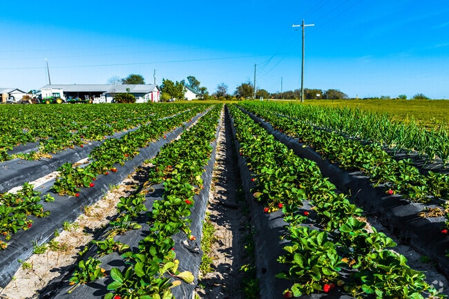 The strawberry industry is huge in the Dover neighborhood with many local farms.
