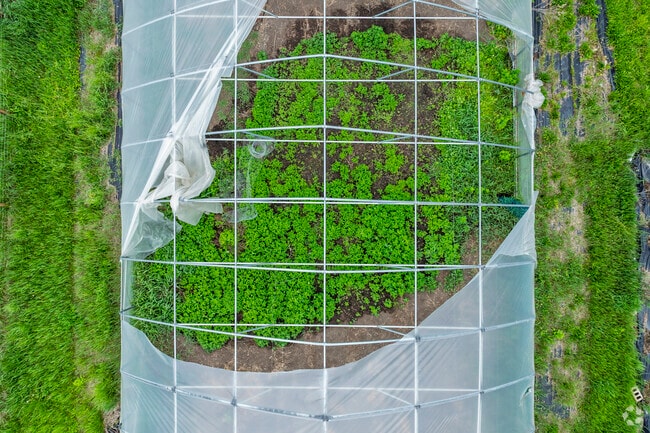 The Jane Avenue Greenhouses provide food for Eastside locals.