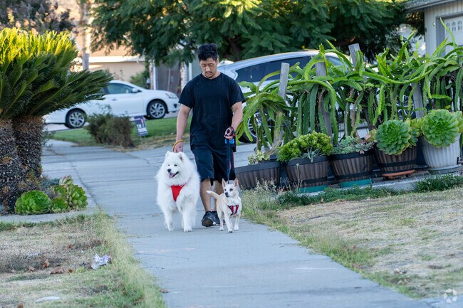 Dog walks bring life to Dove Hill’s serene streets every morning.