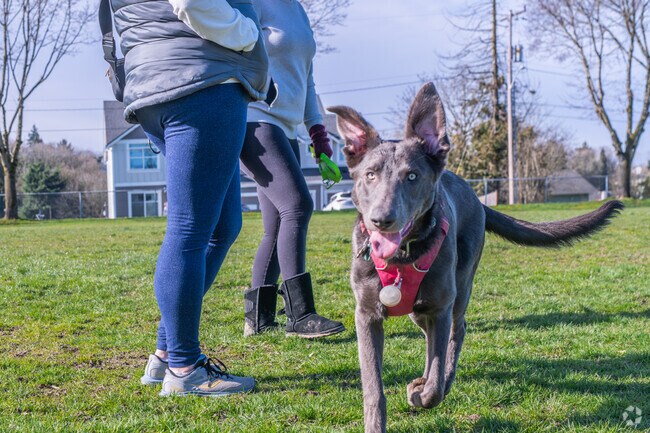 Dogs are welcome at Foster Memorial Park near Thorndyke.