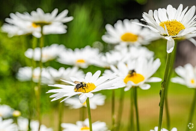 Roadside flowers brighten Tarywood in summertime.