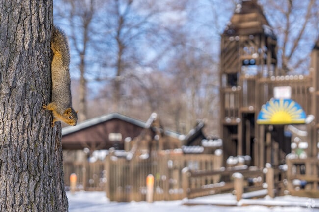 A friendly squirrel at Russel Park in Leslie.