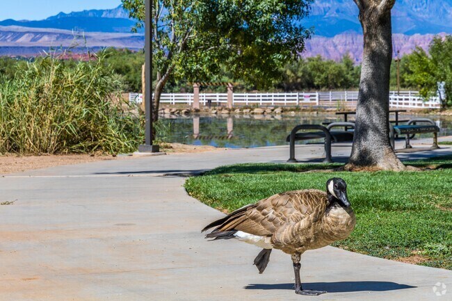 View wildlife in the form of geese that frequent Springs Park to escapte the heat.
