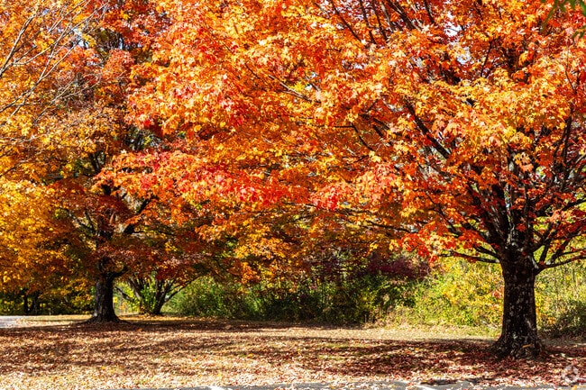 You'll find the Sugar Maple trees burst into vibrant oranges and yellows in the Fall.