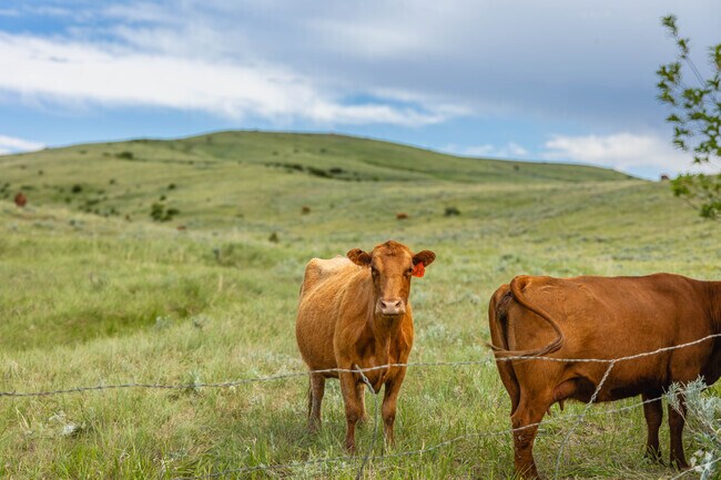 Farmland is common in Roberts, and cattle graze in pastures throughout.