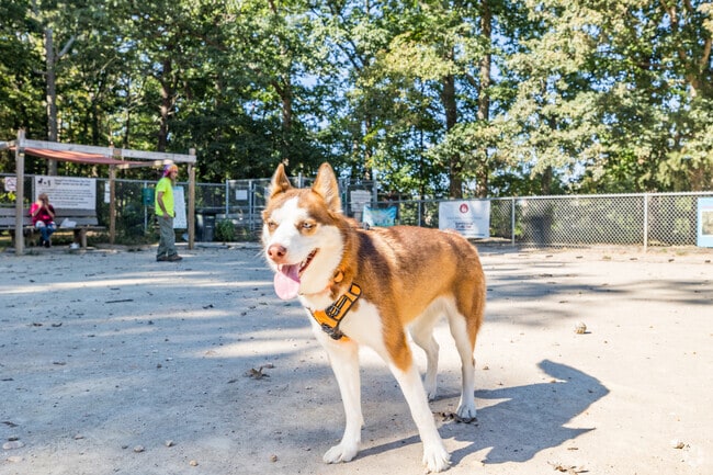 Dogs play off-leash at K9 Gunner Memorial Dog Park in Agnewvile.