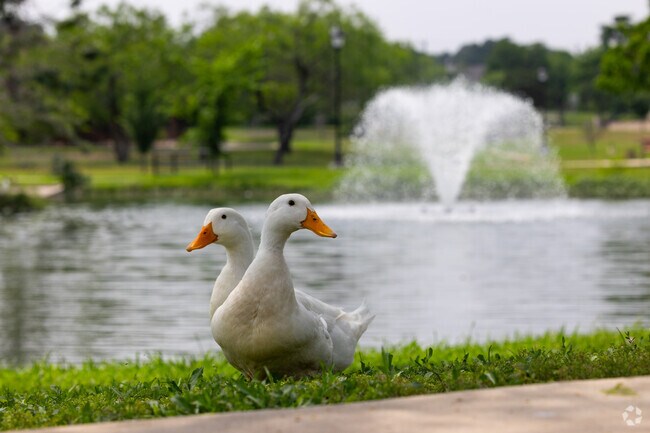 A pair of happy ducks enjoying the trails of Brook Falls Park.