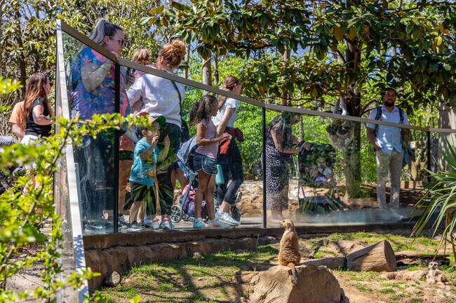 Guests can watch the merekats play and relax in the sun at the Nashville Zoo at Grassmere.