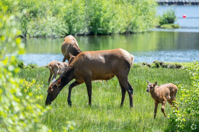Homestead is home to a variety of wildlife animals and residents have frequent viewing opportunities.