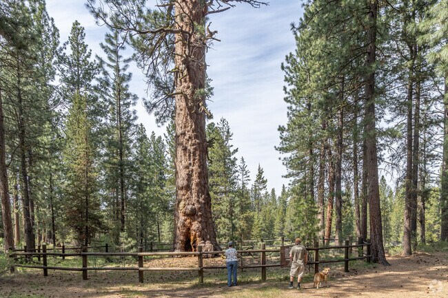 La Pine State park is home to a 500 year old ponderosa pine tree known as 