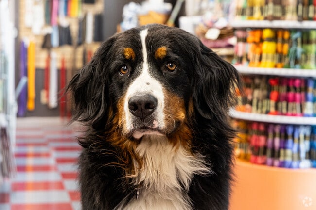 Furry friends can be a highlight of public life in Fairbury.