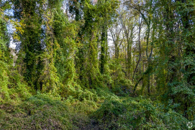 Clover is surrounded by lush dense vegetation that creates a sense of wonder for locals.