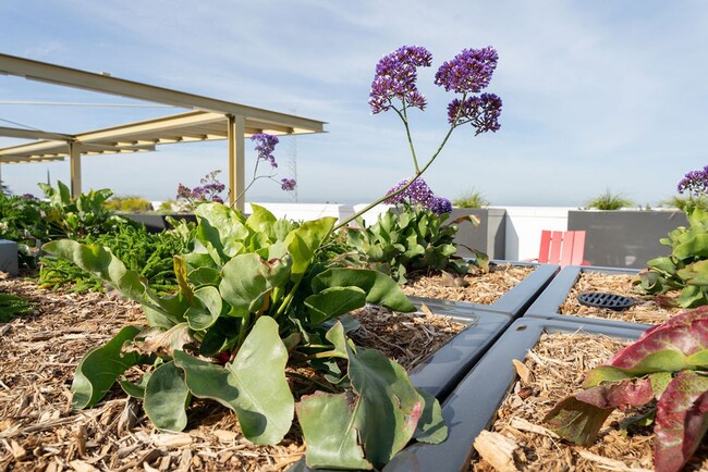 Rooftop Garden