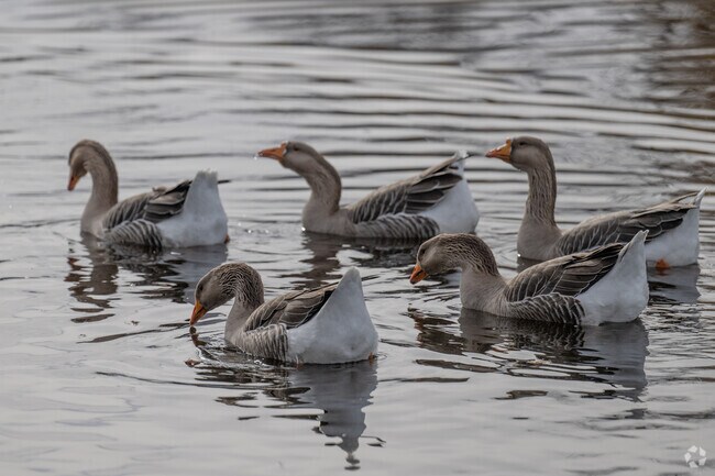 White fronted geese are a migratory visitor to the Acushnet neighborhood and they are graceful.