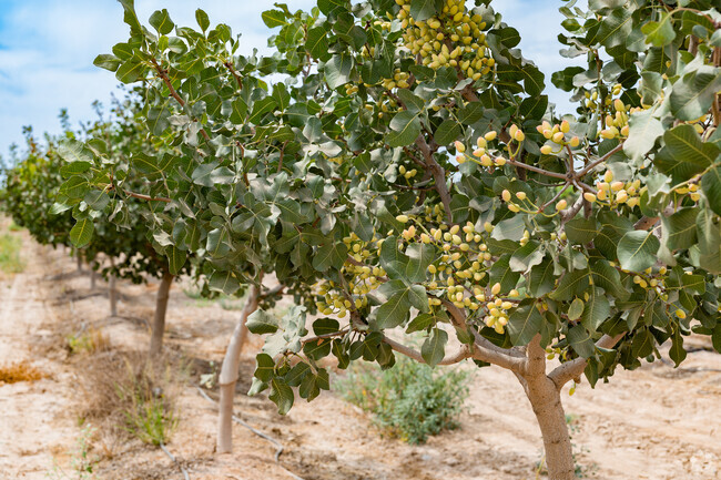 The pistachio trees surrounding Avenal are nearly ready for harvest.