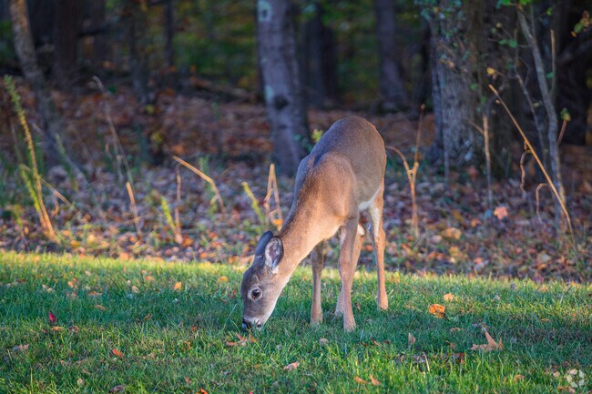 A deer peacefully grazes on the cool grass in Stokesdale.