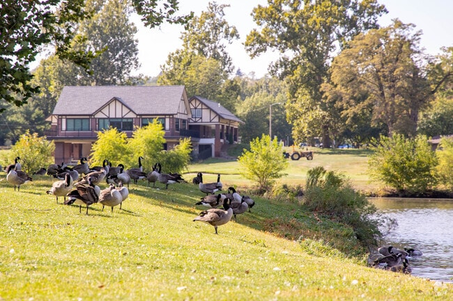 Geese are a frequent sight at Miller Park near Saratoga.