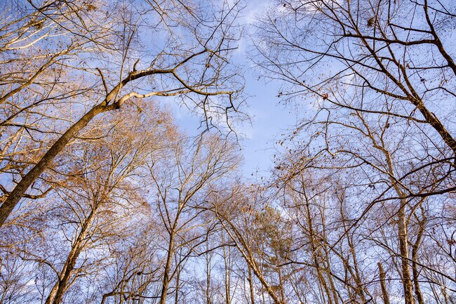 A beautiful scenic of the woods in near Cartwright.