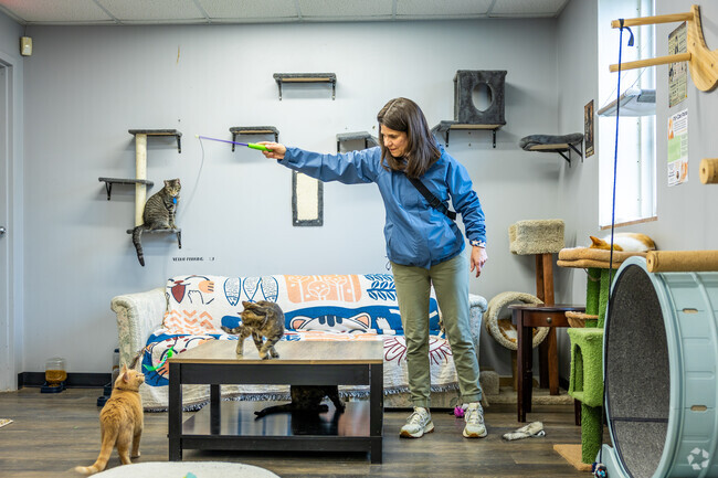 River Kitty Café near Sterling Oaks serves coffee and tea along side  adoptable cats.
