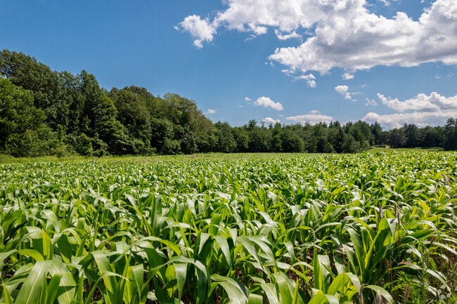 Many types of crops, like corn, grow in Westhampton.