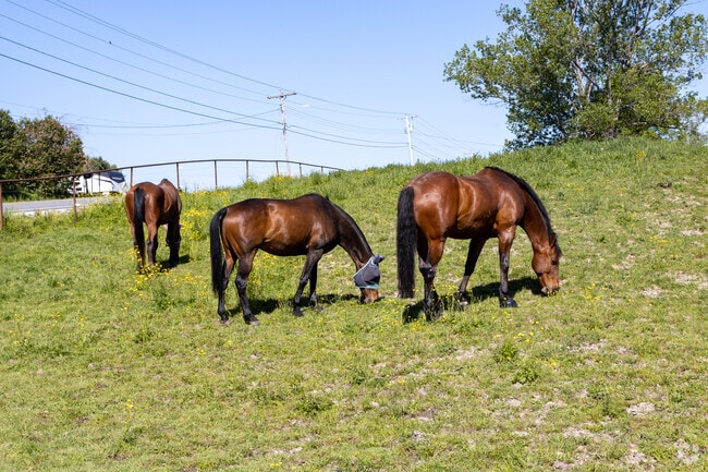 Equestrian properties are permitted in North Biddeford.
