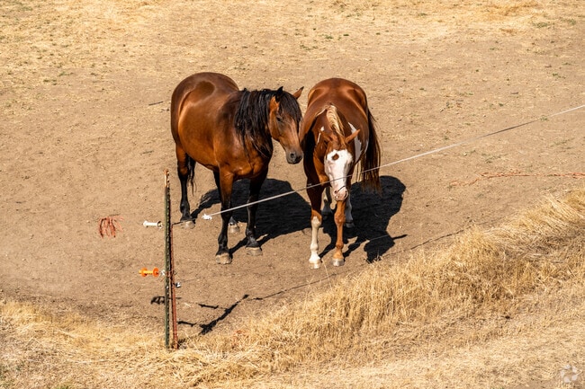 Horses and other animals can be seen all throughout Harrisburg.