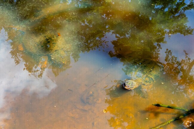The Sligo Creek Trail in Indian Spring is home to a wide variety of wildlife.