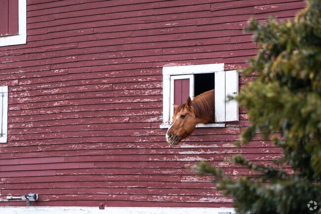 A horse named Boris, pokes his head out of a barn window at Walnut Hollow Farm in Amherst.